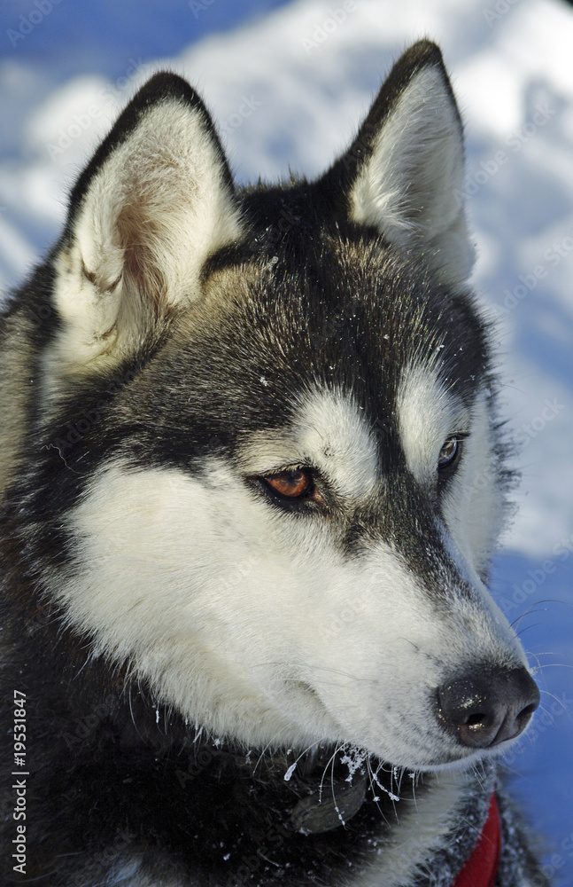 Husky - Hunde der Kälte