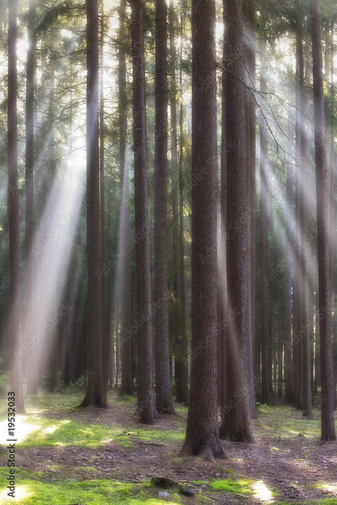Obraz premium forest in autumn