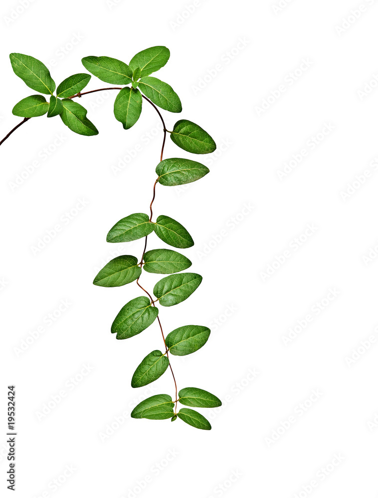 Obraz premium vine isolated on white background