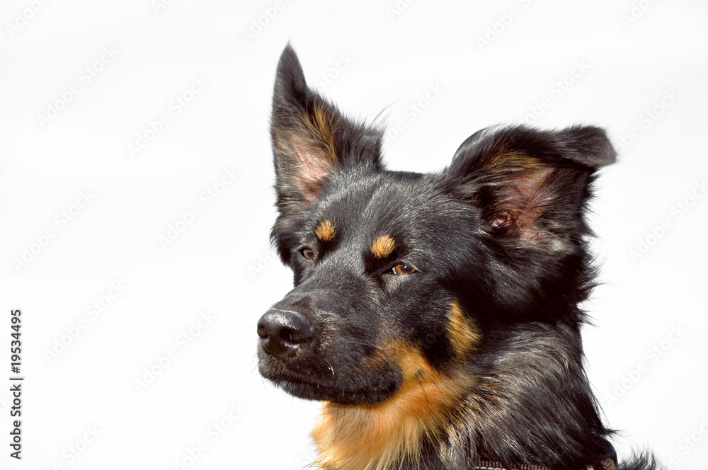 Fototapeta premium Shepherd Portrait