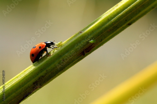 Coccinelle - Puceron - Ladybird - Aphid