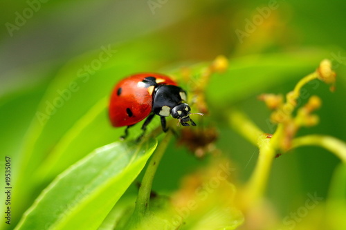 Coccinelle - Ladybird © Vincent Jarroux