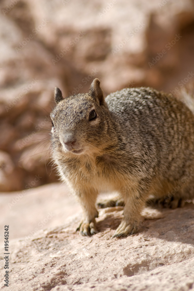 Naklejka premium Arizona's squirrel