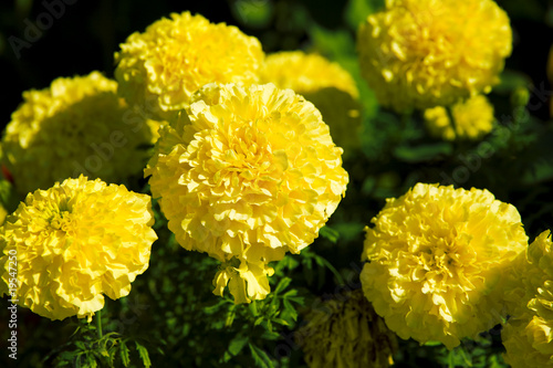 bouquet of fresh spring yel...
