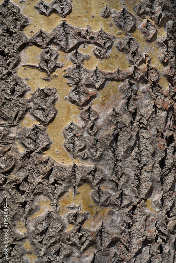 Obraz premium Bark of Tree Aspen 8