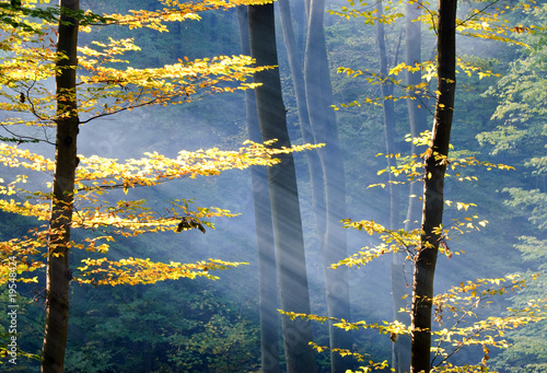 Lights of the autumn forest