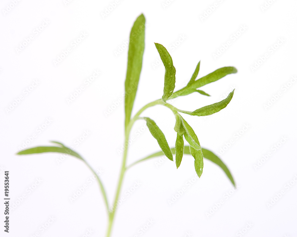 Fototapeta premium Estragon