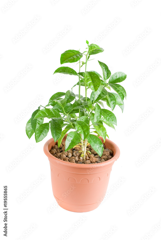Orange Tree Orange Tree