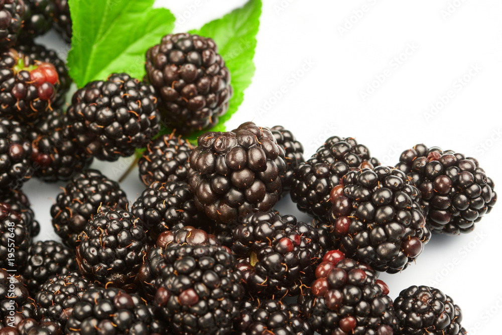 dewberry dewberry