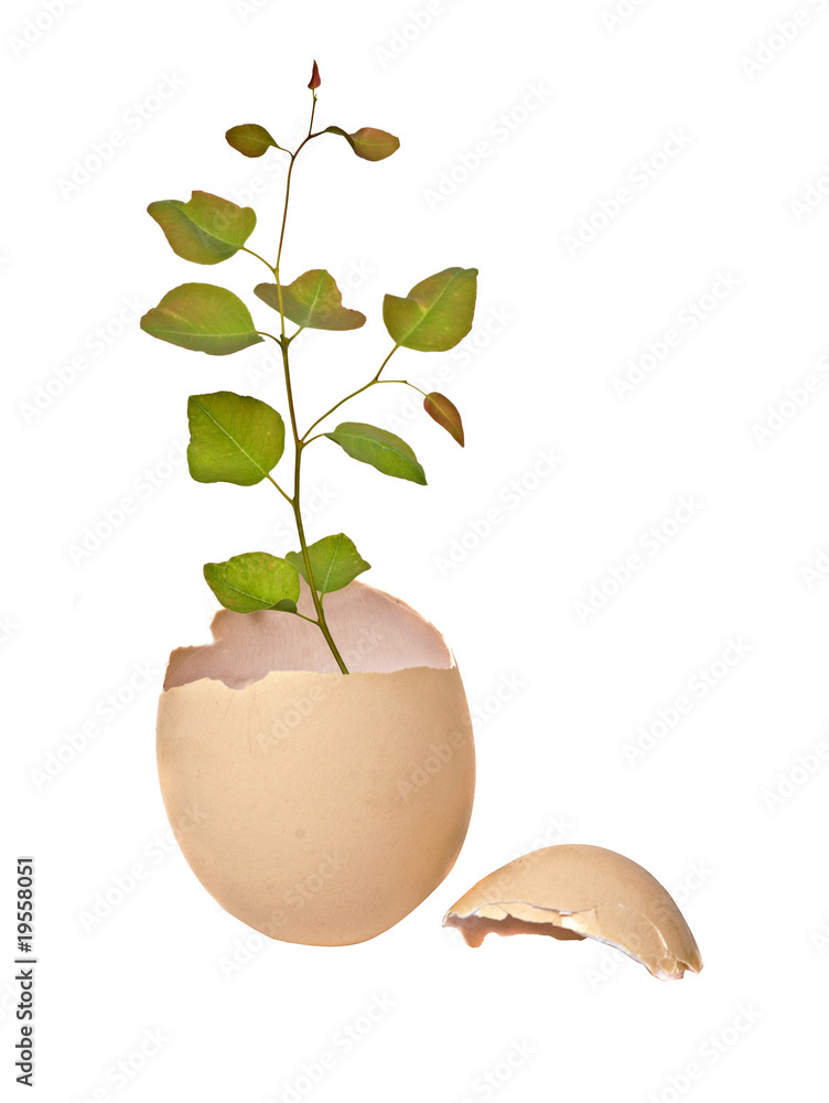 tree growing from egg tree growing from egg