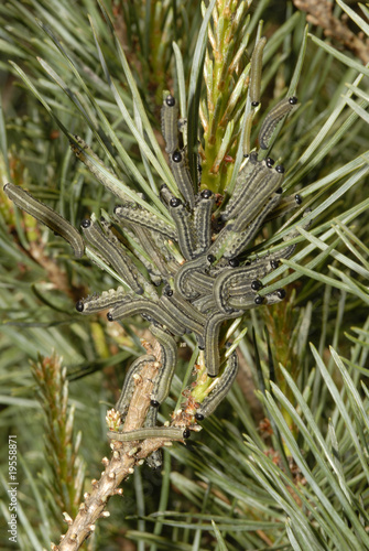 Grégaires de Néodiprion sertifer photo