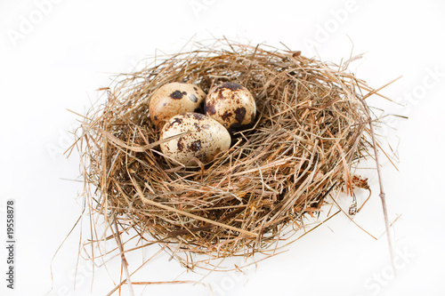 motley eggs at nest.