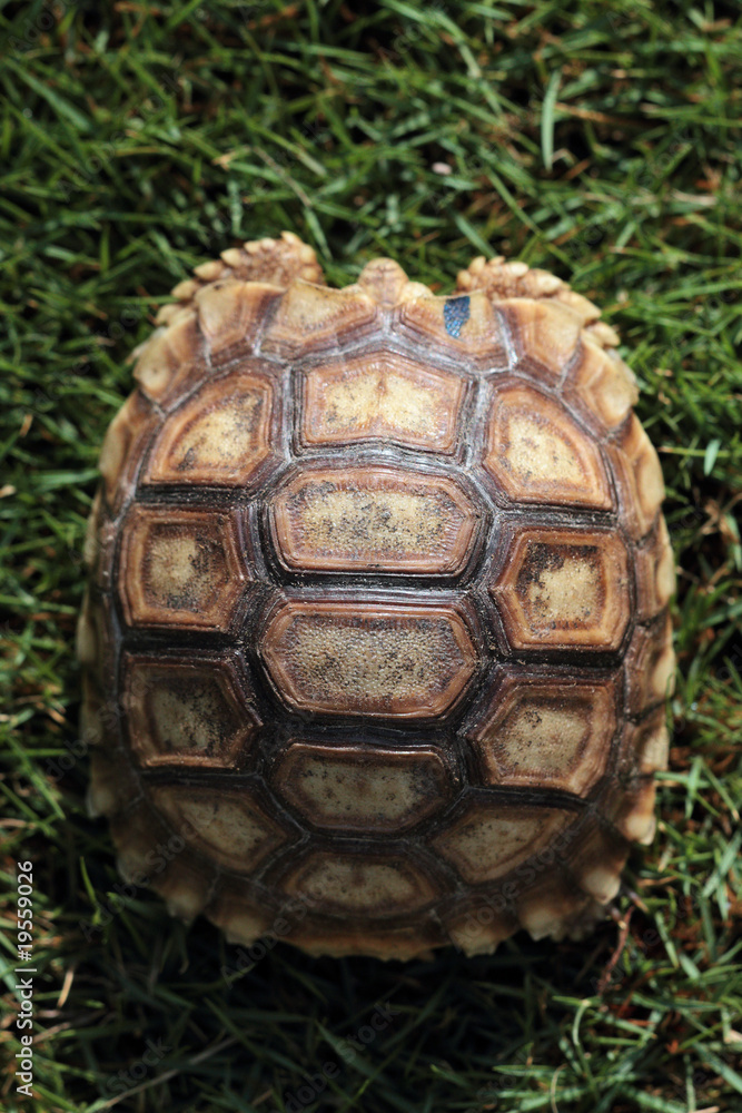 jeune tortue jeune tortue