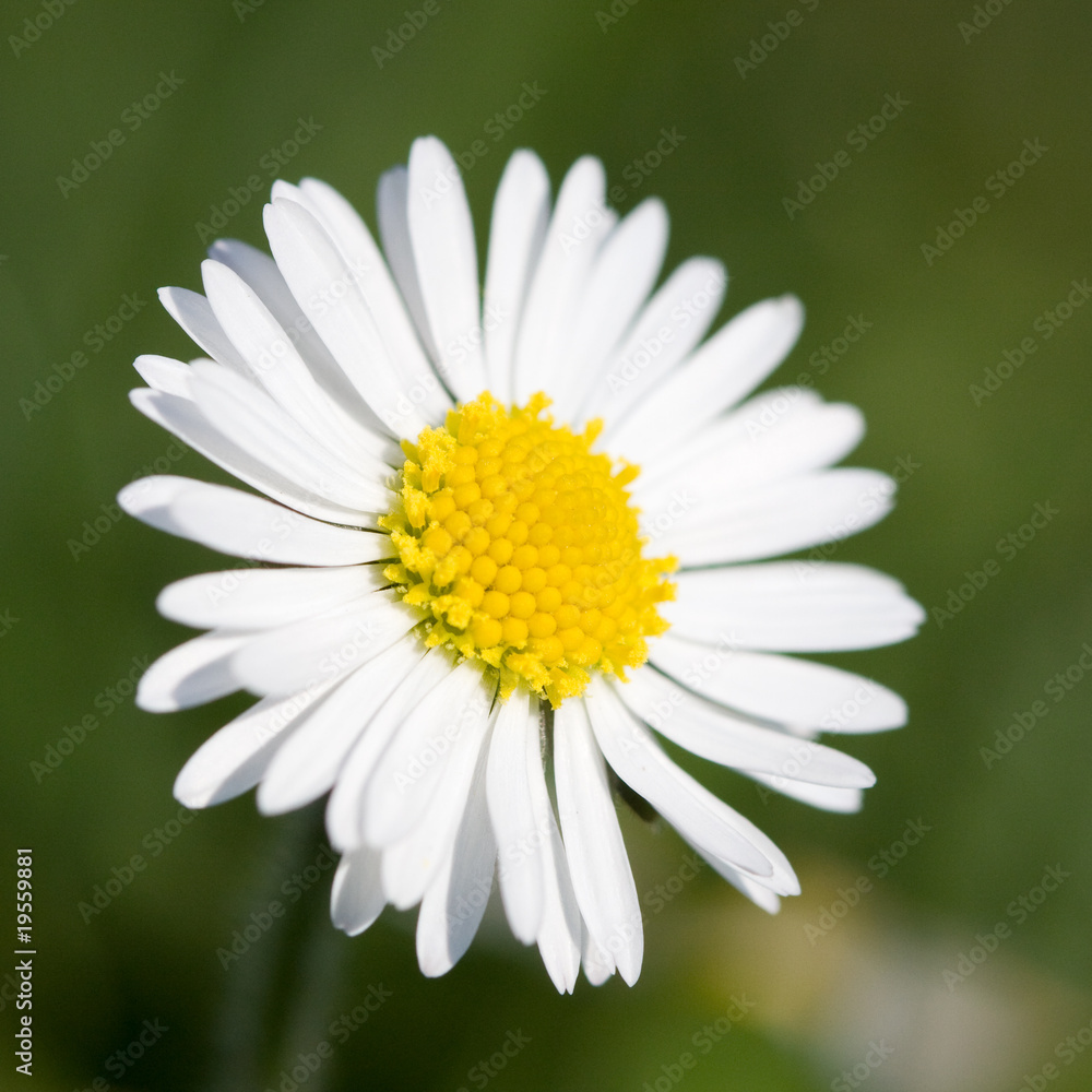 Fototapeta premium daisy