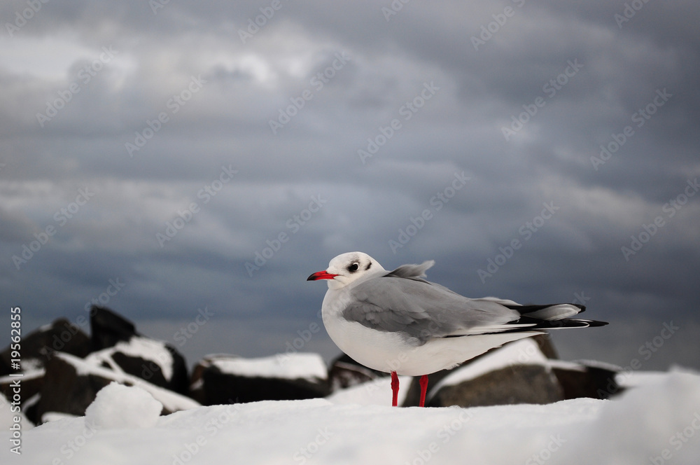 Möwe im Winter Möwe im Winter