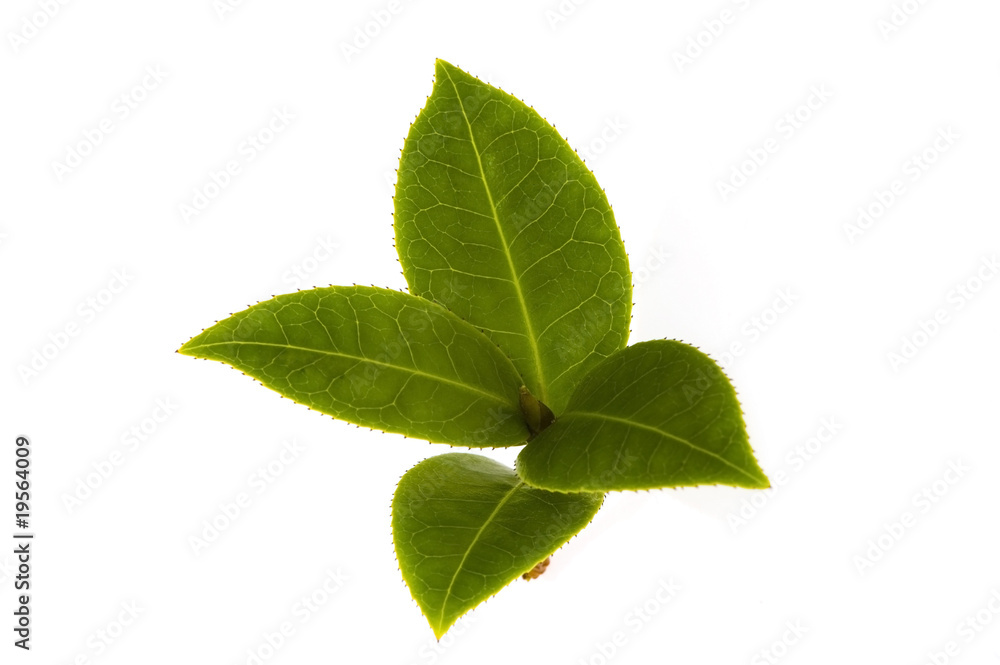 fresh tea branch isolated on the white background fresh tea branch isolated on the white background
