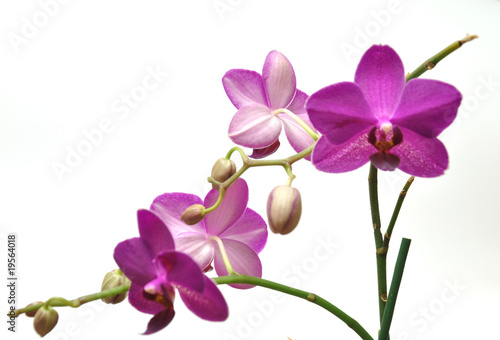 Orchidee