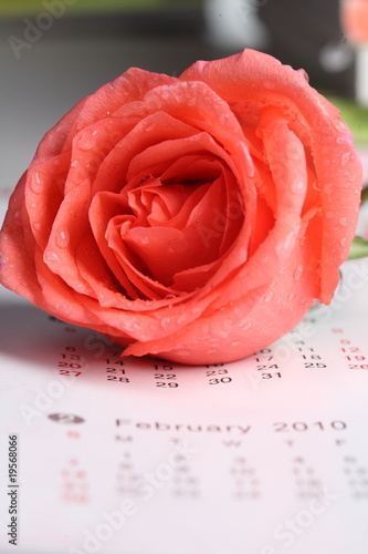 rose for valentine s day with calendar