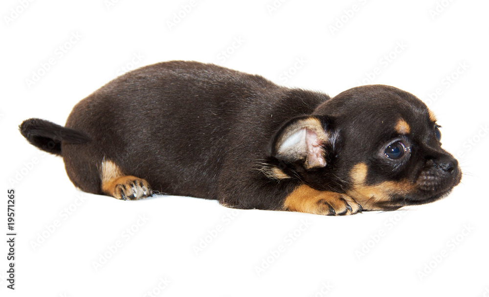 Chihuahua dog on white background Chihuahua dog on white background