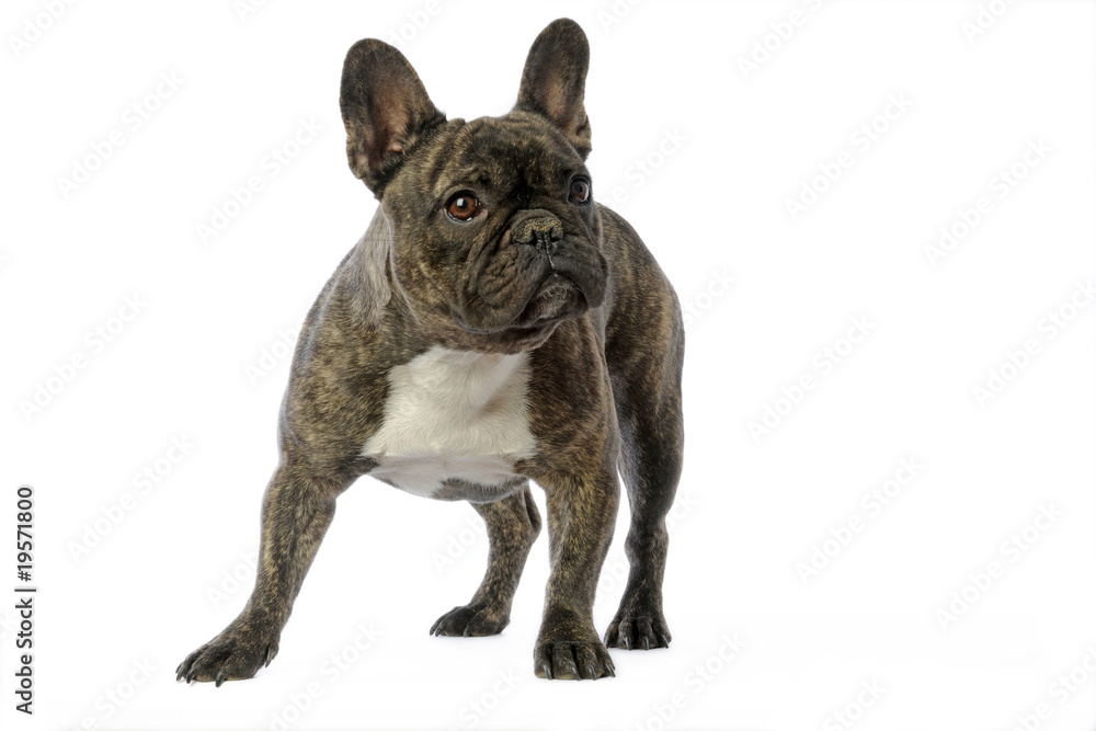attirer l'attention d'un bouledogue français attirer l'attention d'un bouledogue français