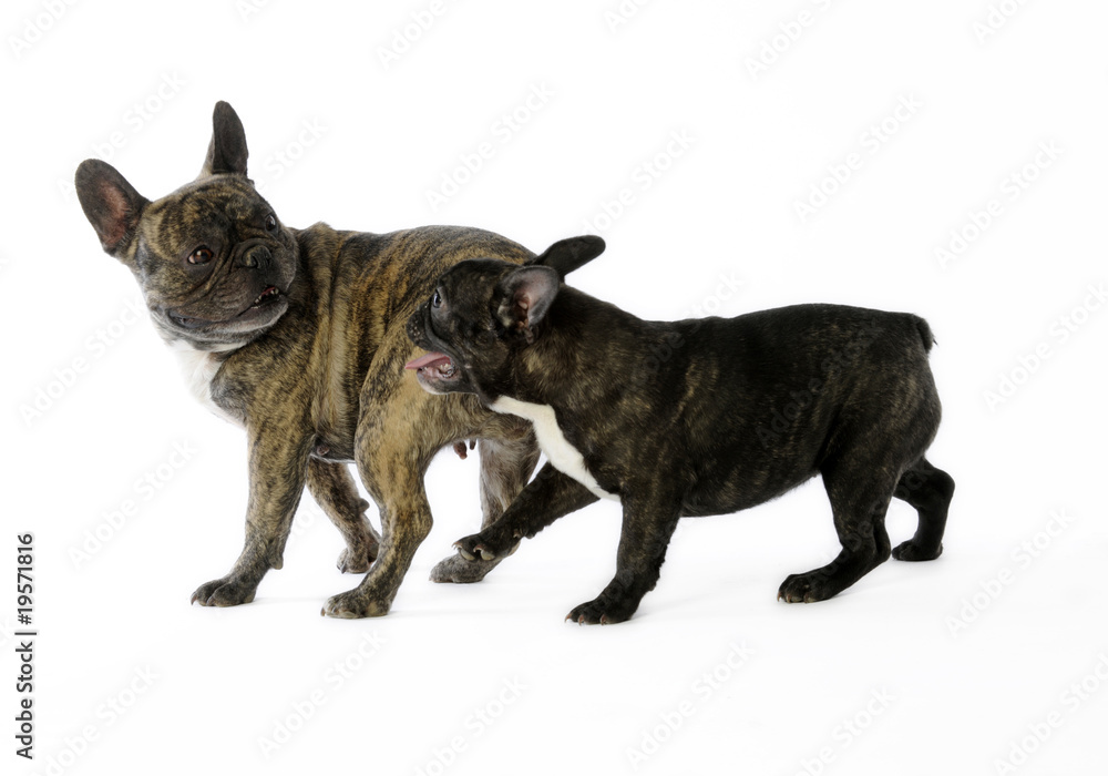 deux bouledogues français se disputant deux bouledogues français se disputant