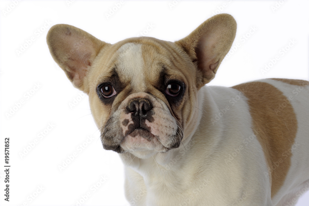 bouledogue français très triste aux oreilles de chauve souris Stock Photo |  Adobe Stock