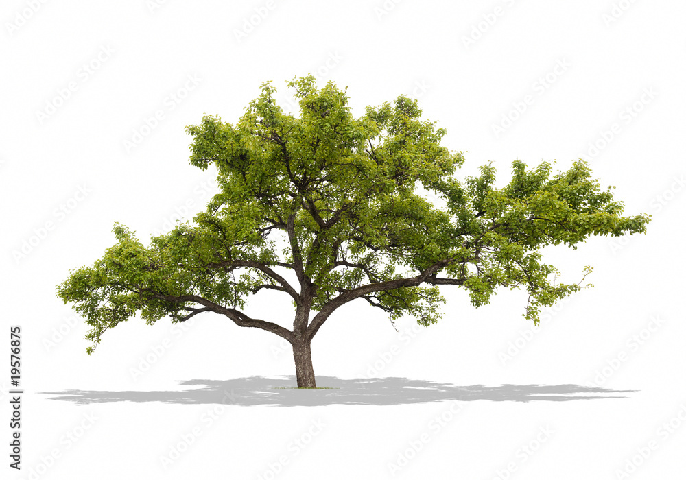 Tree Tree