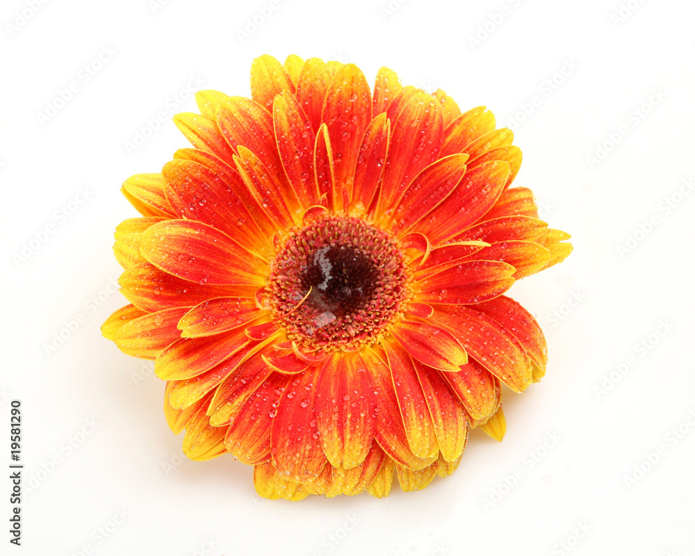 Fine flower Fine flower