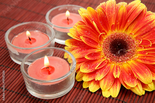 Fine flower and candles