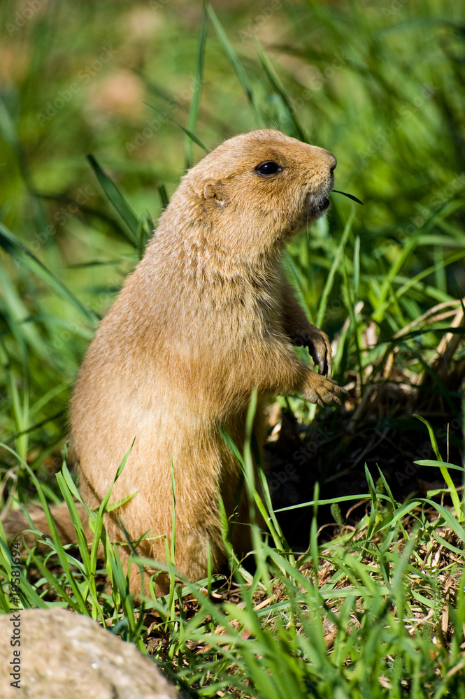 Fototapeta premium Watchful gopher in grass