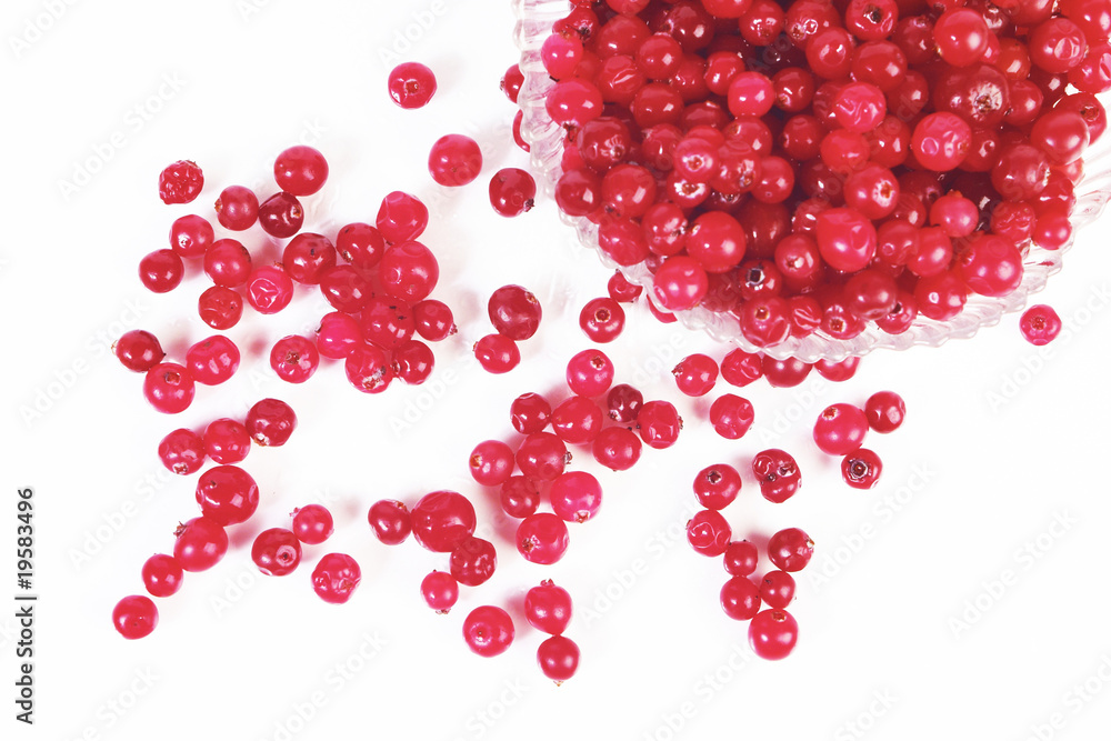 Cranberry Cranberry