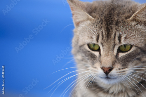 Cat in Blue