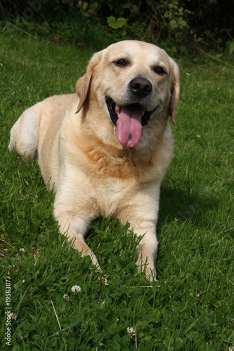 Cremefarbener Labrador Retriever