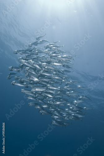 School of silver fish