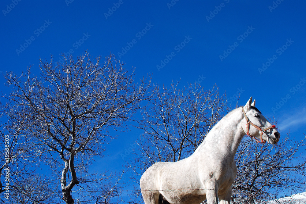 Fototapeta premium CABALLO BLANCO II