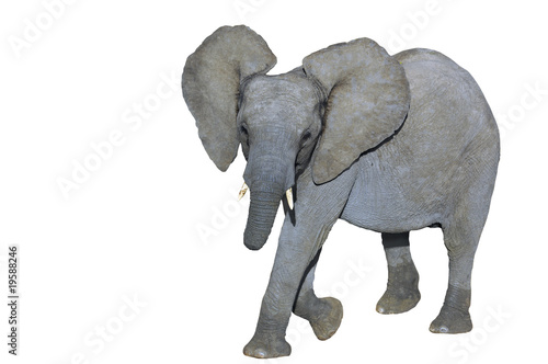 Kid elephant. Clipping path included