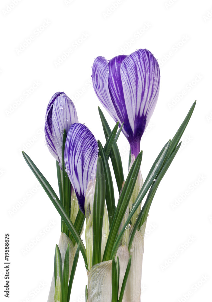 spring flowers crocus on white background spring flowers crocus on white background