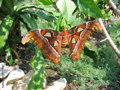 Fototapeta Naklejka Na Ścianę i Meble -  Tropical Butterfly
