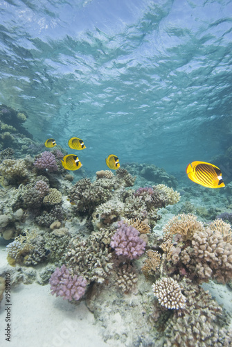 Fototapeta Naklejka Na Ścianę i Meble -  Yellow tropical fish