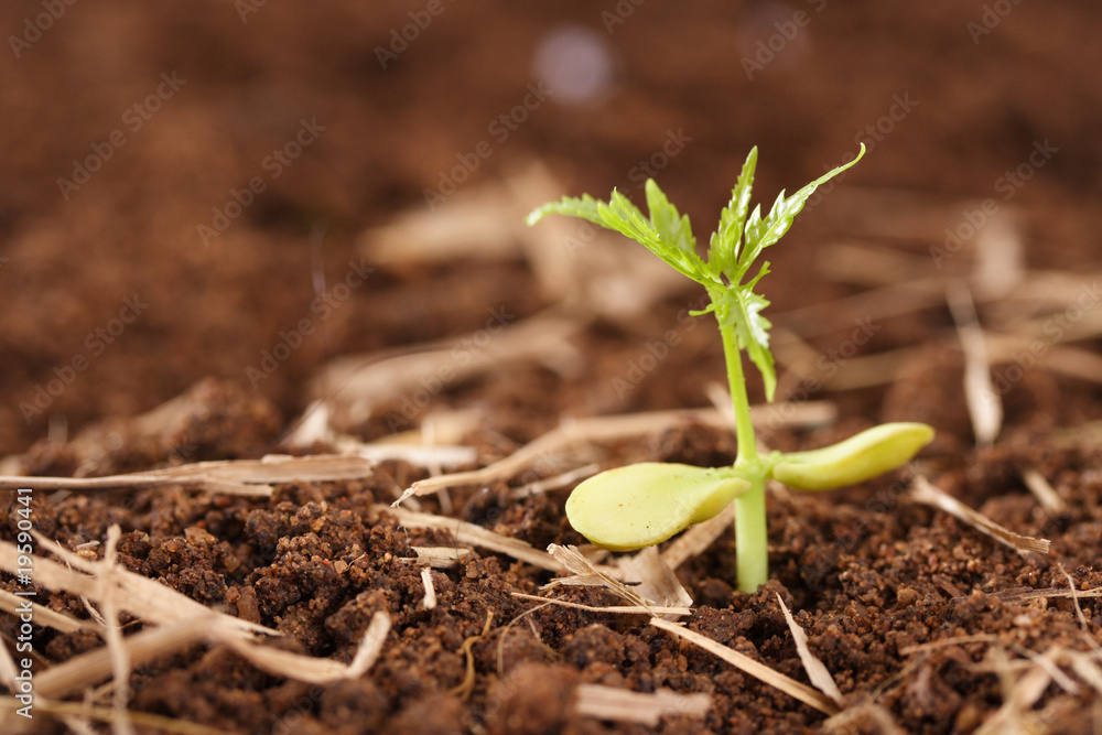 Fototapeta premium Small plant growing from soil
