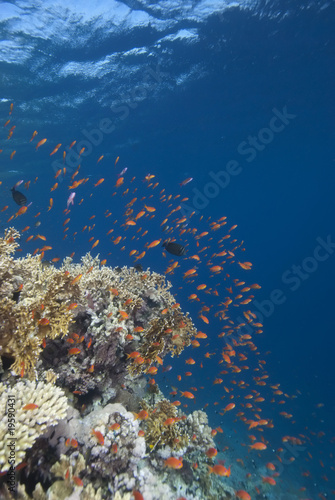 Fototapeta Naklejka Na Ścianę i Meble -  Tropical fish in clear blue water