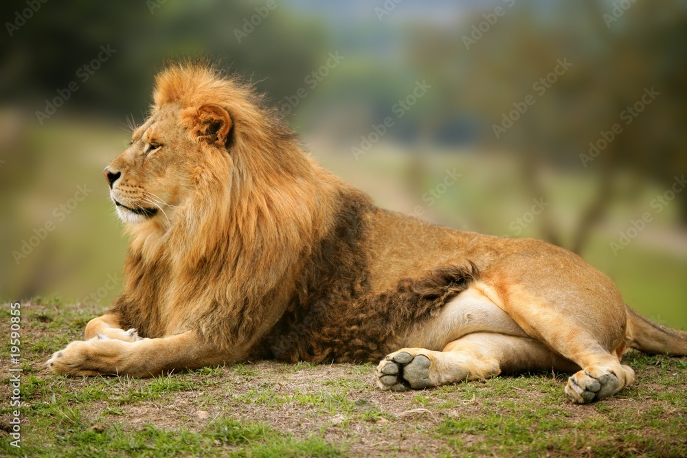 Fototapeta premium Beautiful Lion wild male animal portrait