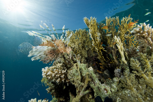 Fototapeta Naklejka Na Ścianę i Meble -  Tropical fish and coral reef
