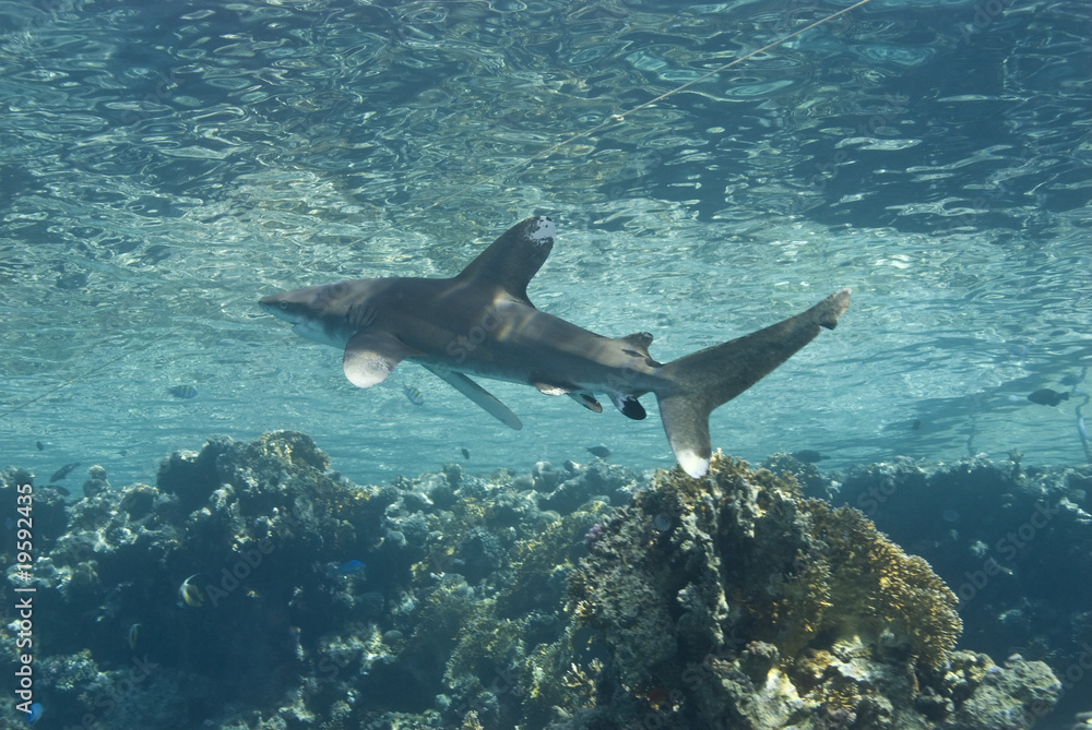 Obraz premium Shark close to the surface