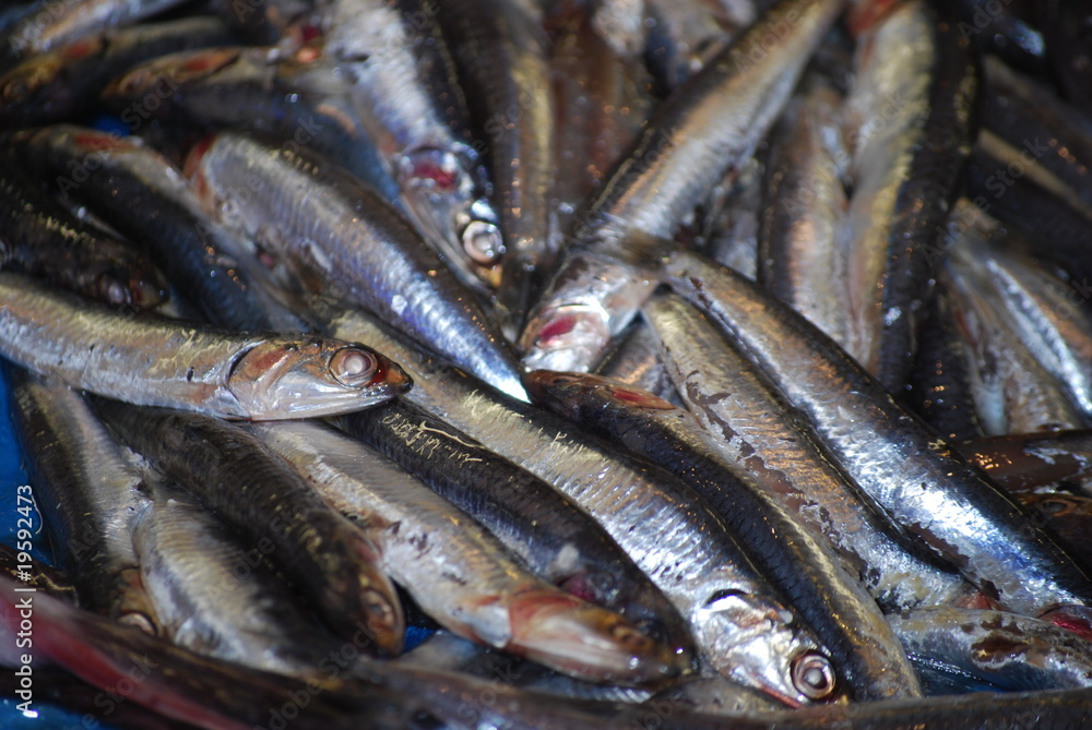 Sardinen Sardinen