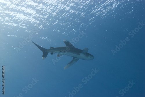 Fototapeta Naklejka Na Ścianę i Meble -  Low angle view of a shark