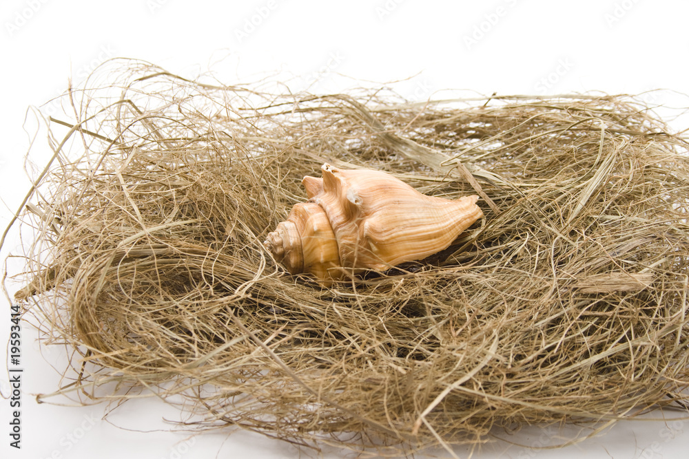 Muschelschale Muschelschale