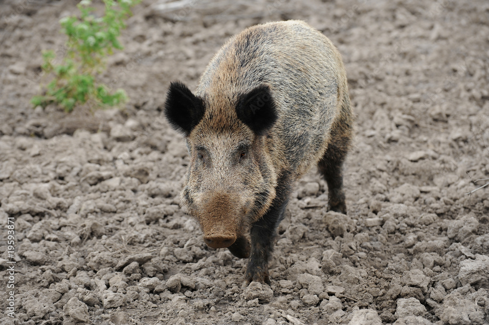 Wildschweine 25 Wildschweine 25
