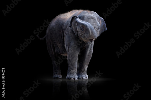 Elefantenbaby wd386