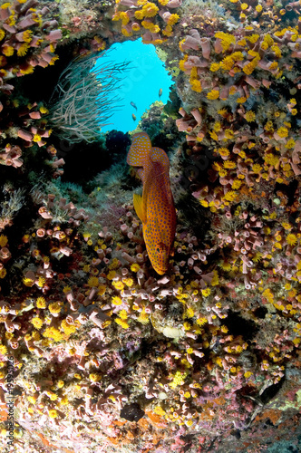 Récif, Ocean Indien, Maldives photo